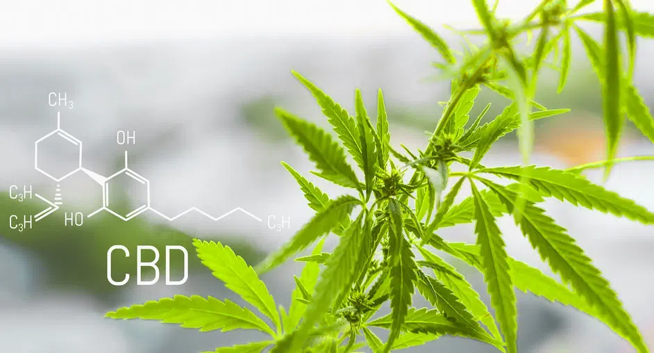 Pourquoi prendre du chanvre CBD 