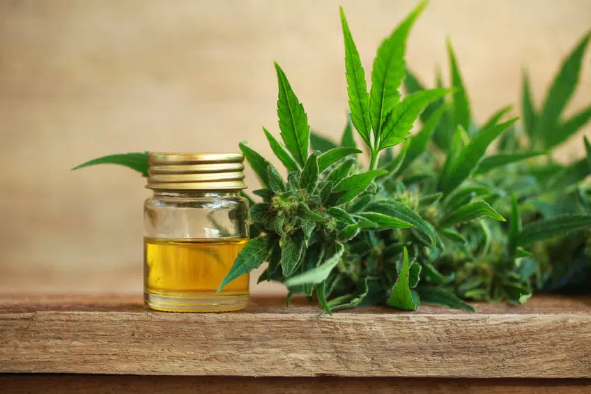 Quels usages des fleurs de CBD 