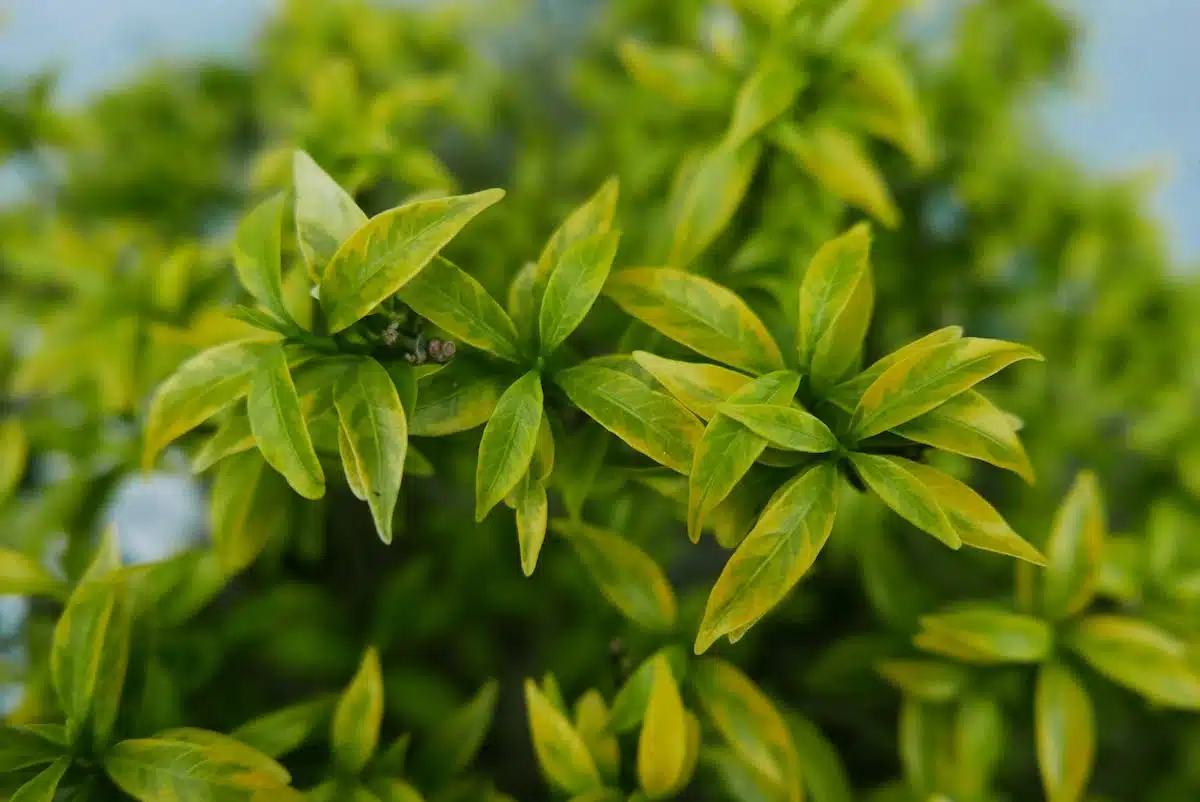 Les plantes médicinales : un remède naturel pour améliorer votre santé