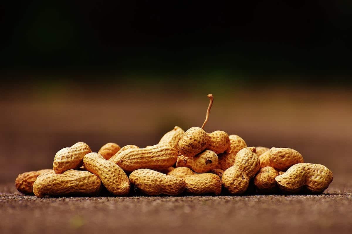 Découvrez les dernières avancées dans le domaine des allergies alimentaires !