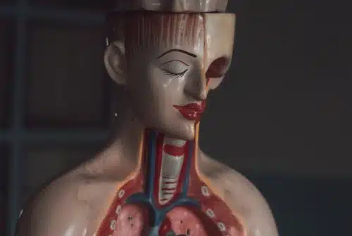 Maladies du système respiratoire : signes de reconnaissance et traitement efficace