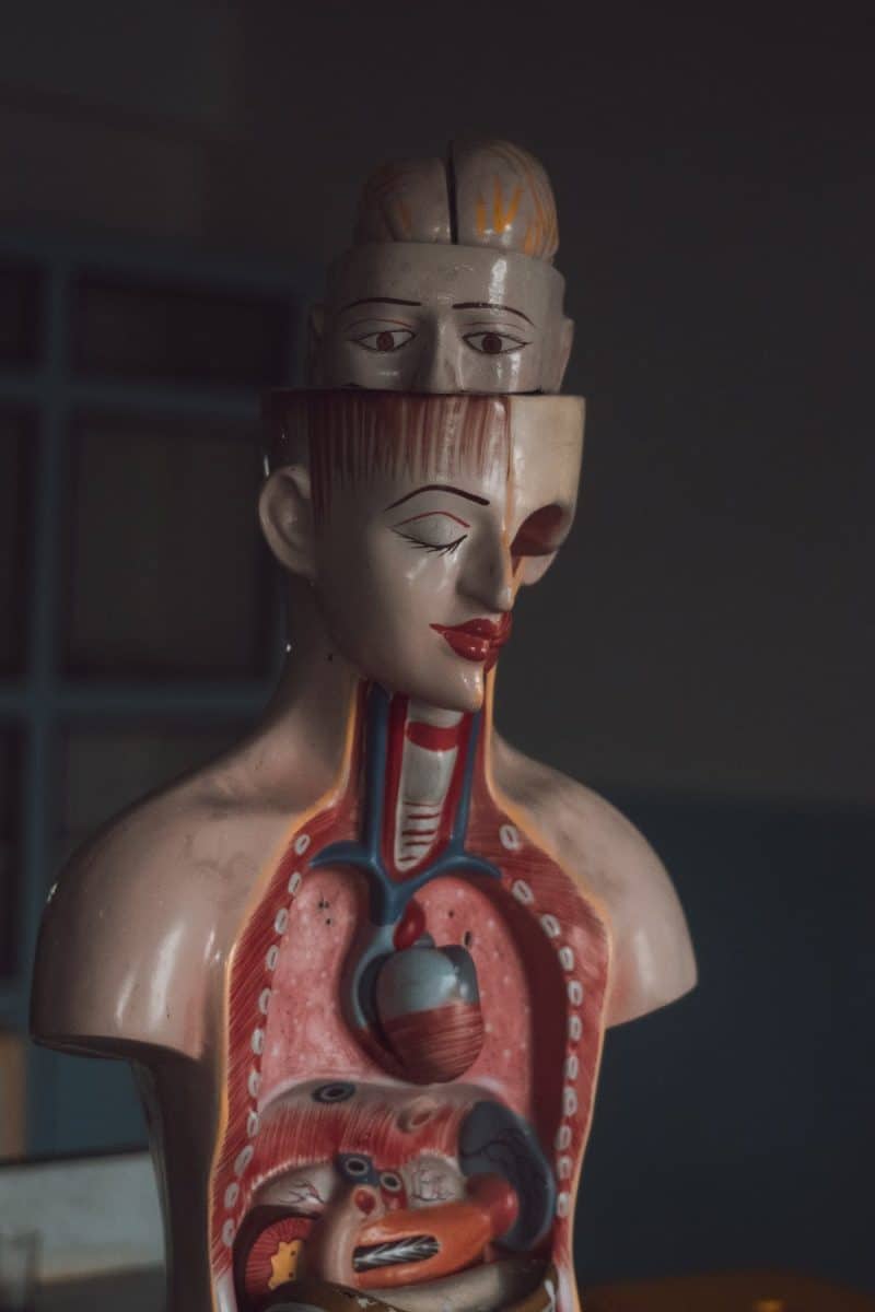 Maladies du système respiratoire : signes de reconnaissance et traitement efficace