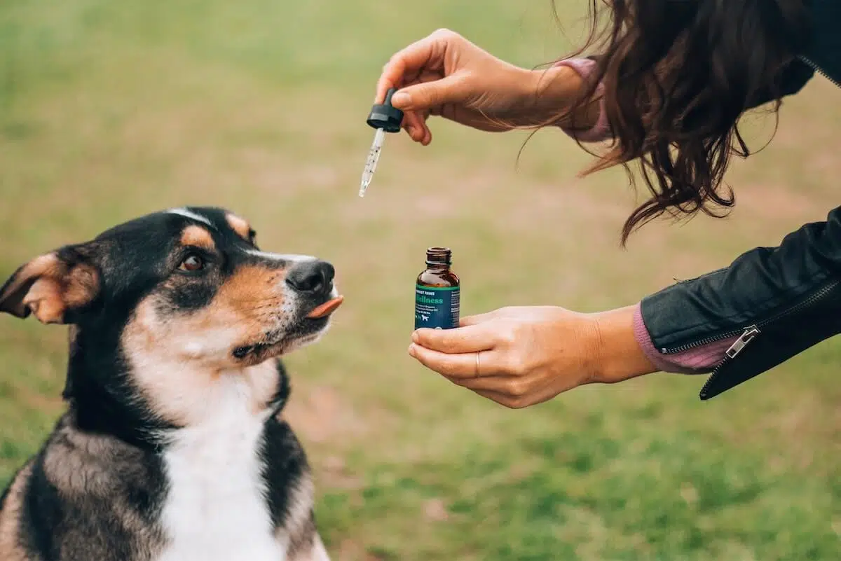 Le CBD est-il bon pour les chats ?