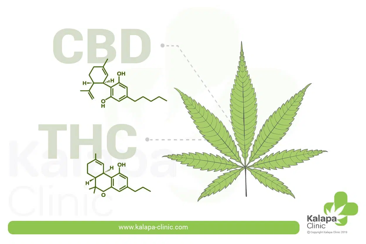 Quelle est la différence entre le CBD et le THC ?
