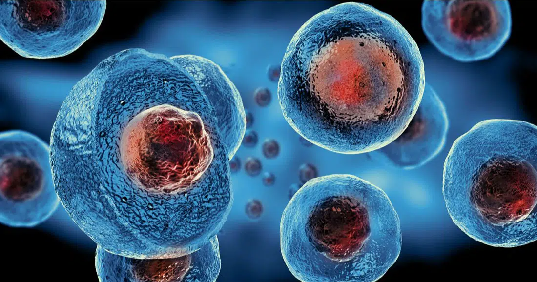 Comment rajeunir les cellules ?